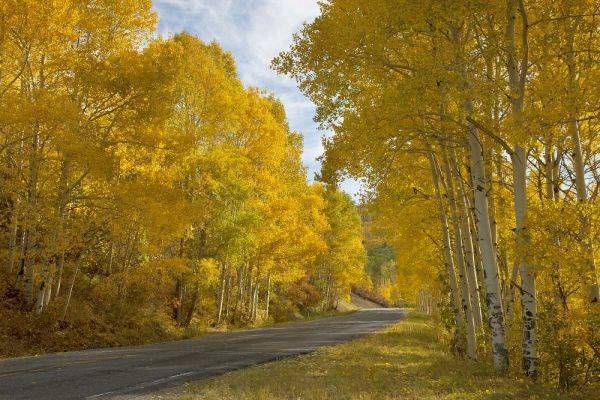CO, Black Canyon, Road through fall trees